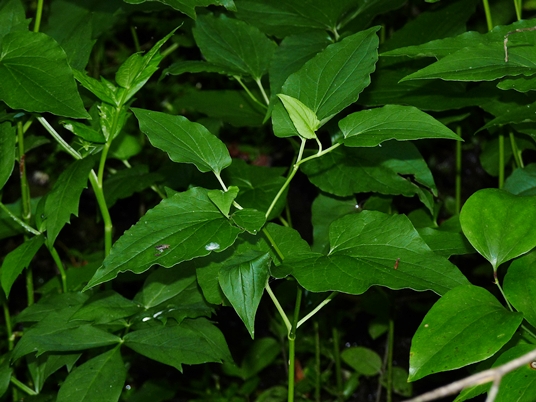 {Saururus cernuus}